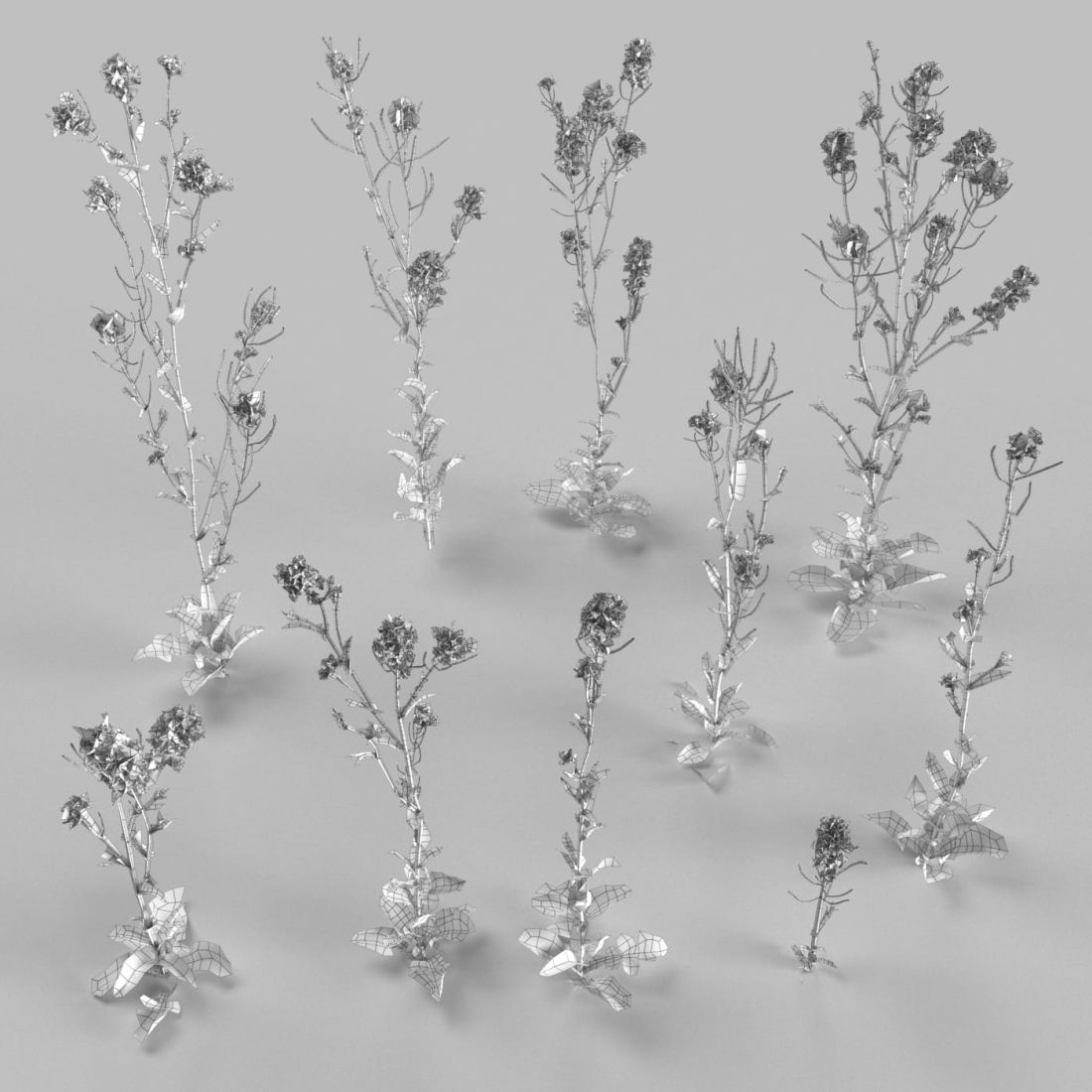 AM252_013_Brassica_wire