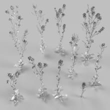 AM252_013_Brassica_wire