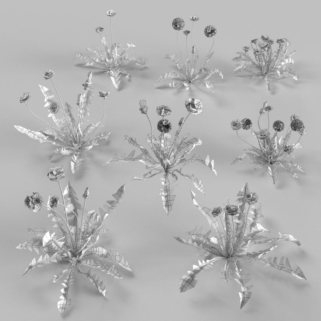 AM252_015_Taraxacum_wire