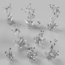 AM252_016_Chelidonium_majus_wire
