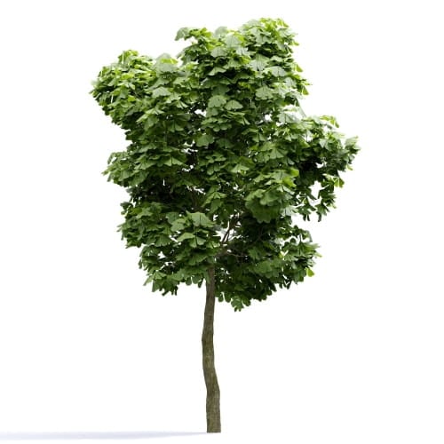 Castanea 01 AM255 Archmodels