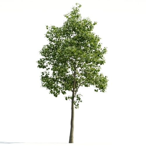 Tilia 17 AM255 Archmodels