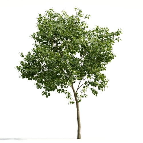 Tilia 18 AM255 Archmodels