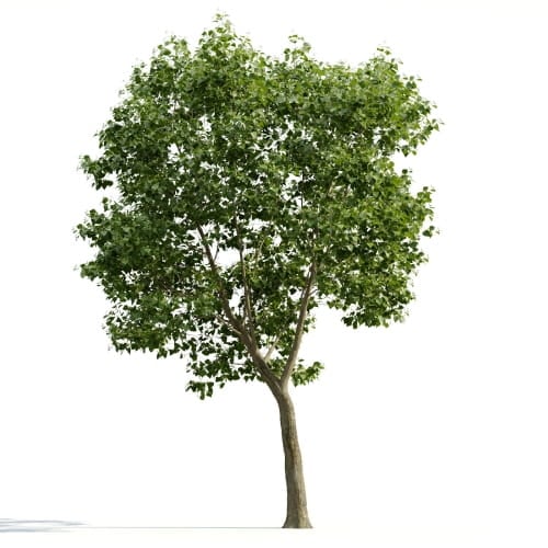 Tilia 19 AM255 Archmodels