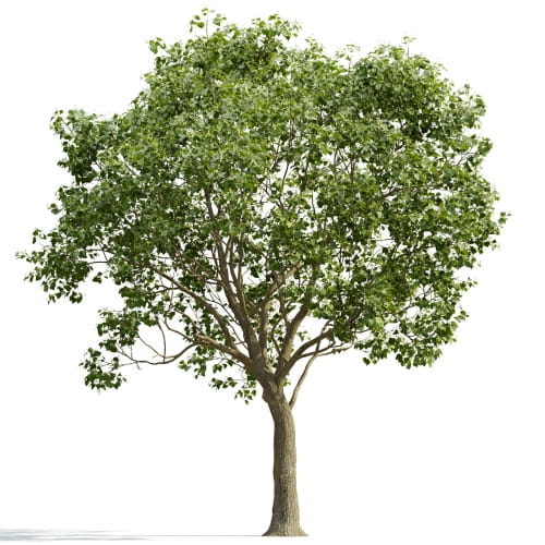 Tilia 20 AM255 Archmodels