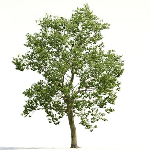 Tilia 21 AM255 Archmodels
