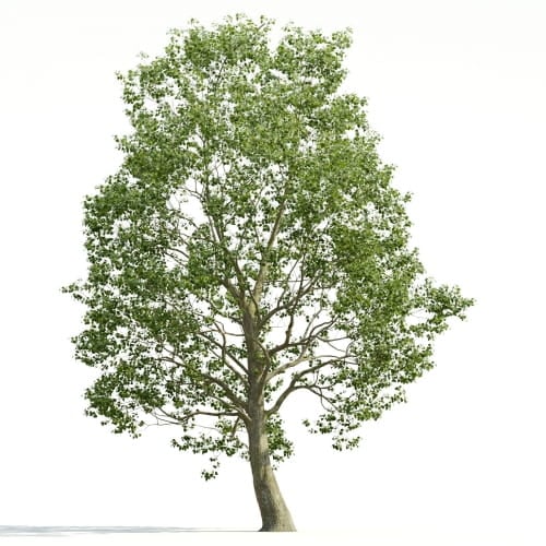 Tilia 22 AM255 Archmodels