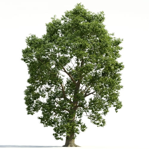 Tilia 23 AM255 Archmodels