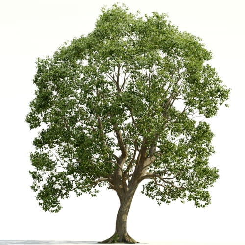 Tilia 24 AM255 Archmodels