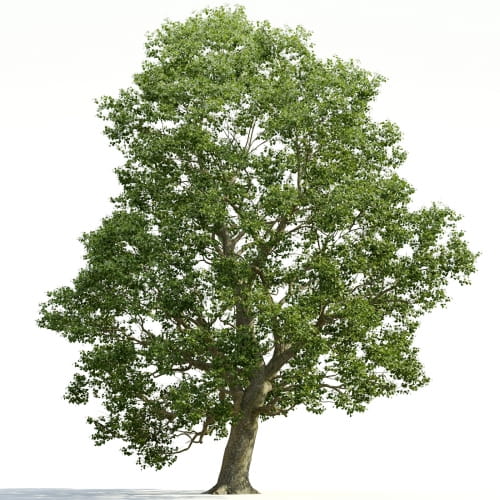 Tilia 25 AM255 Archmodels
