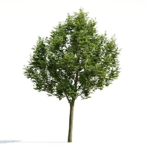 Carpinus 26 AM255 Archmodels