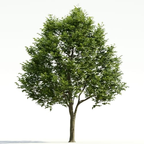 Carpinus 27 AM255 Archmodels
