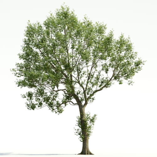 Carpinus 28 AM255 Archmodels