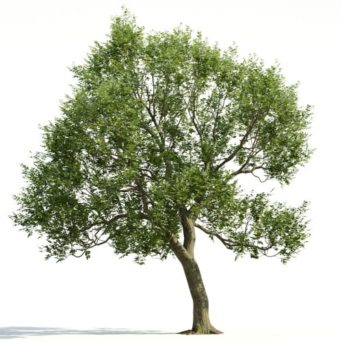 Carpinus 29 AM255 Archmodels