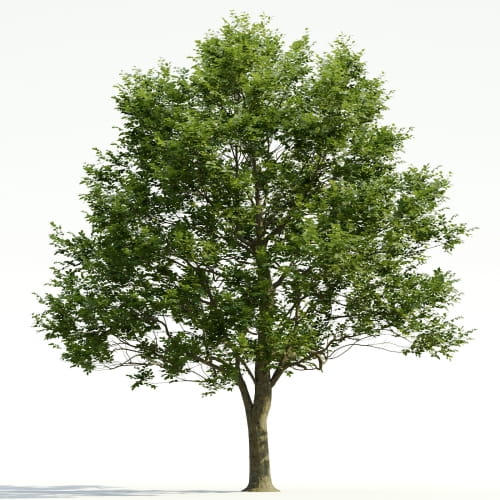 Carpinus 30 AM255 Archmodels