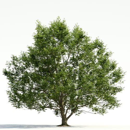 Carpinus 31 AM255 Archmodels