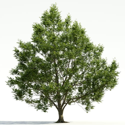 Carpinus 32 AM255 Archmodels