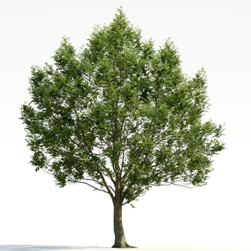 Carpinus 33 AM255 Archmodels