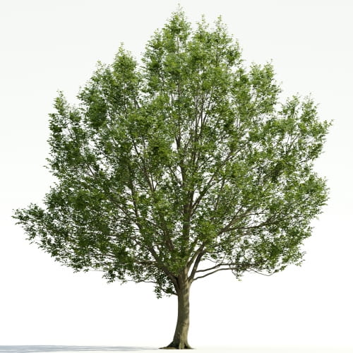 Carpinus 34 AM255 Archmodels