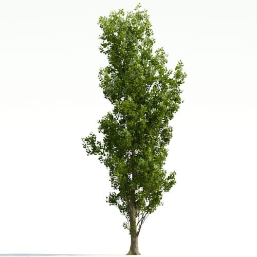 Poplar 35 AM255 Archmodels