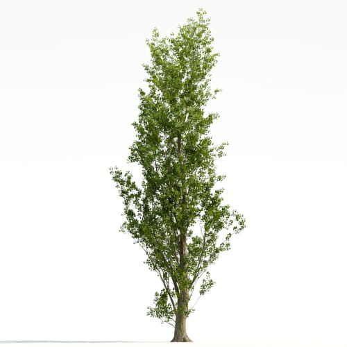 Poplar 36 AM255 Archmodels