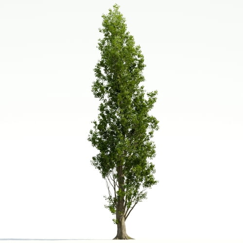 Poplar 37 AM255 Archmodels