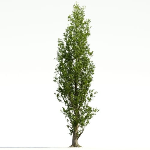 Poplar 38 AM255 Archmodels