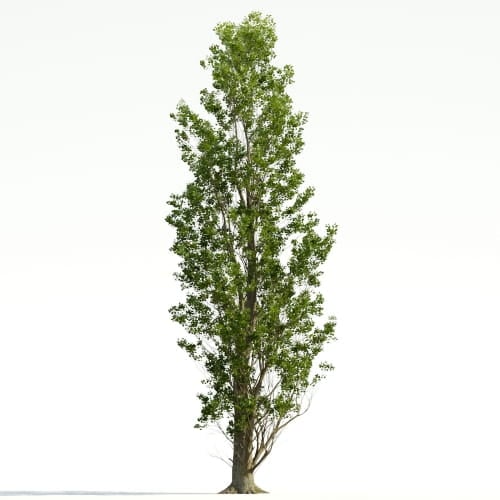 Poplar 39 AM255 Archmodels