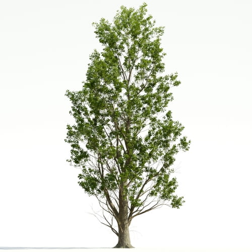 Poplar 40 AM255 Archmodels