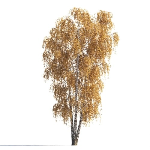 Birch 1 AM258 Archmodels