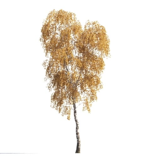Birch 2 AM258 Archmodels