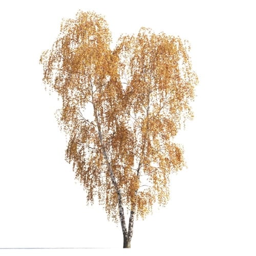 Birch 3 AM258 Archmodels