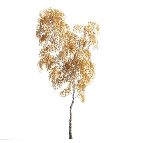 Birch 4 AM258 Archmodels