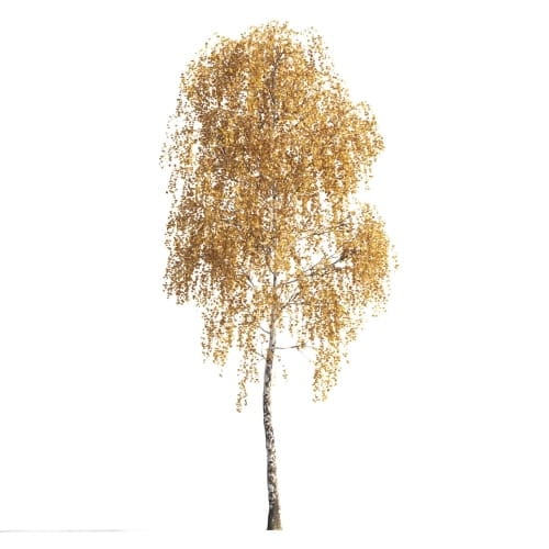 Birch 5 AM258 Archmodels