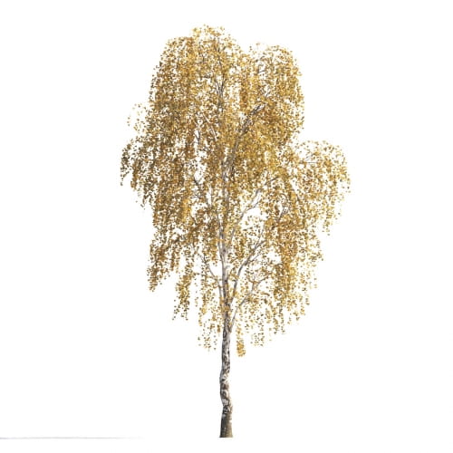 Birch 6 AM258 Archmodels