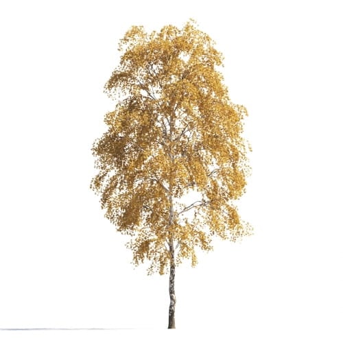 Birch 8 AM258 Archmodels