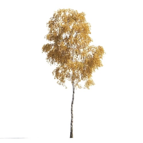 Birch 9 AM258 Archmodels