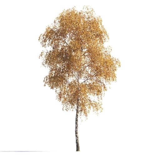 Birch 10 AM258 Archmodels