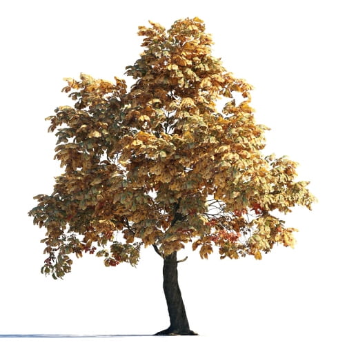 Chestnut 11 AM258 Archmodels