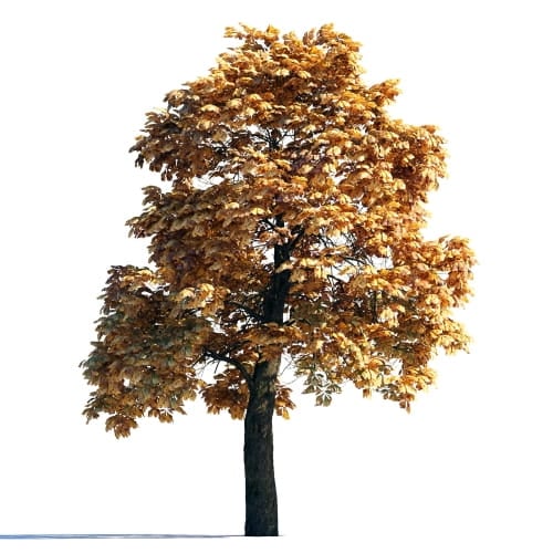 Chestnut 13 AM258 Archmodels