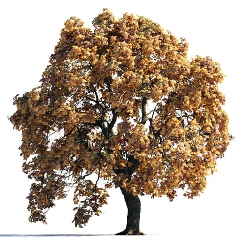 Chestnut 14 AM258 Archmodels