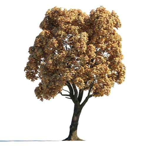 Chestnut 16 AM258 Archmodels