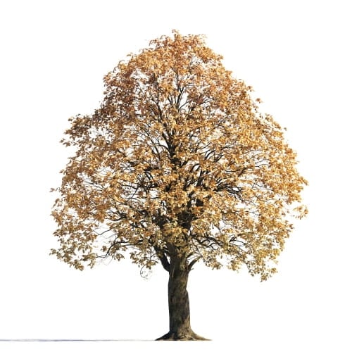 Chestnut 17 AM258 Archmodels