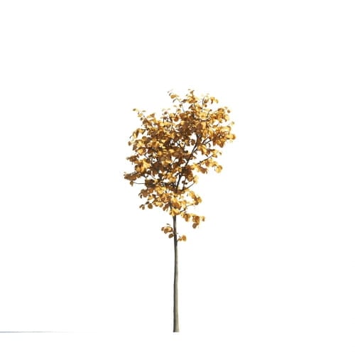 Tilia 21 AM258 Archmodels