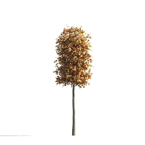 Tilia 22 AM258 Archmodels