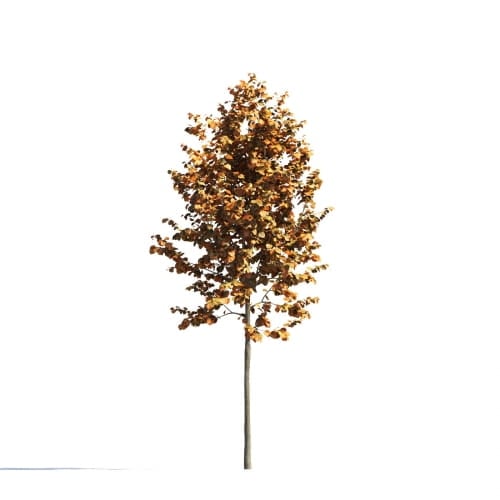 Tilia 23 AM258 Archmodels