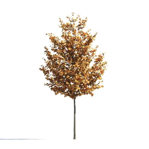 Tilia 24 AM258 Archmodels