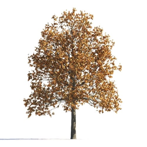 Tilia 25 AM258 Archmodels
