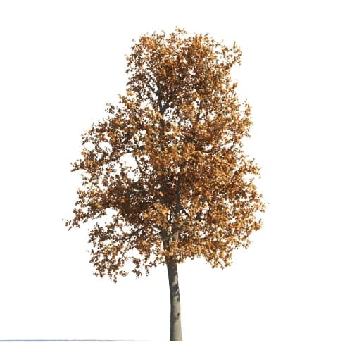 Tilia 26 AM258 Archmodels