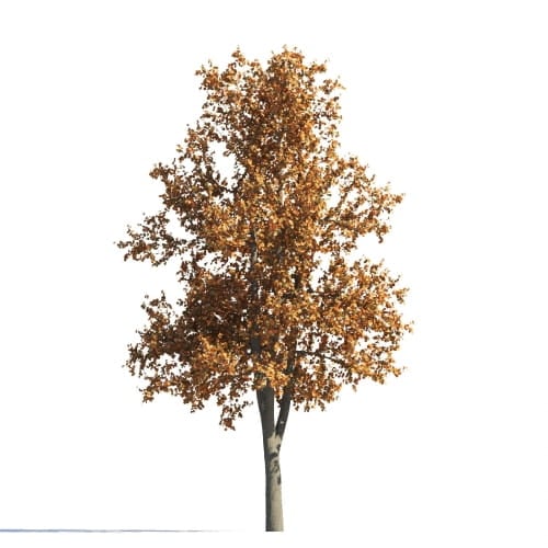 Tilia 27 AM258 Archmodels
